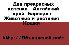 Два прекрасных котенка - Алтайский край, Барнаул г. Животные и растения » Кошки   